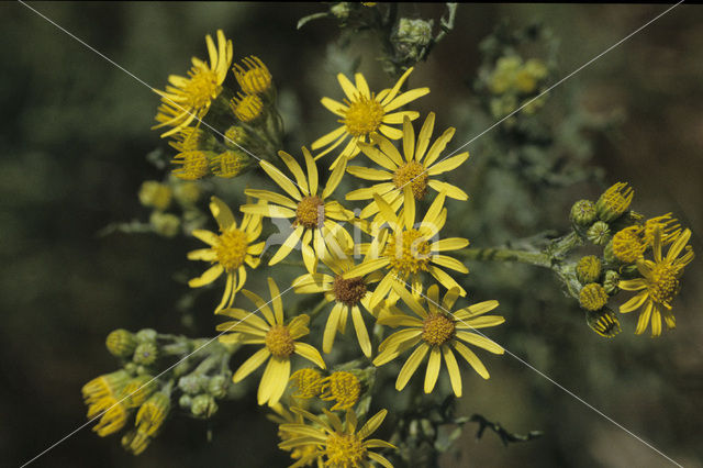 Jacobskruiskruid (Jacobaea vulgaris)