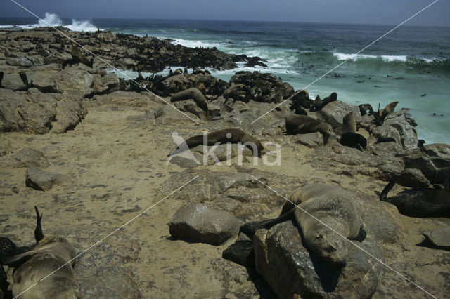 Cape Fur Seal