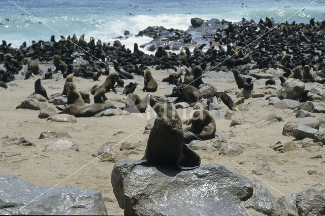 Cape Fur Seal