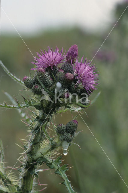 Kale jonker (Cirsium palustre)