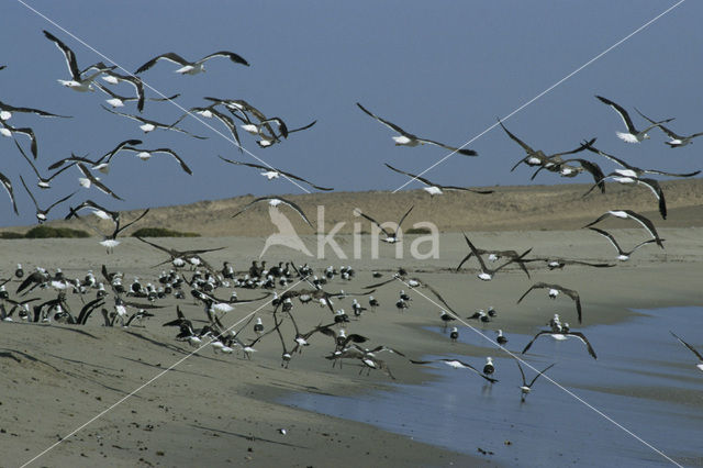 Kelpmeeuw (Larus dominicanus)