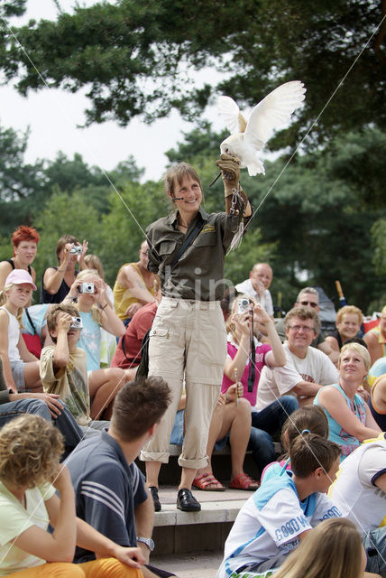 Barn Owl (Tyto alba)