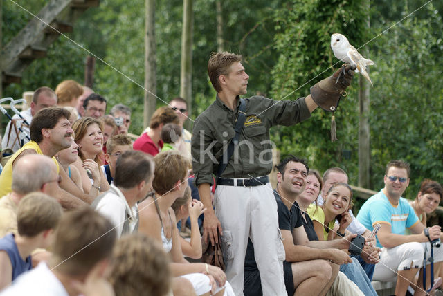 Barn Owl (Tyto alba)