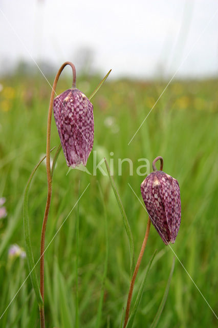 Fritillary (Fritillaria spec)