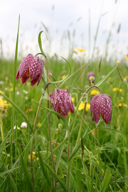 Kievitsbloem (Fritillaria spec)