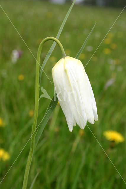 Fritillary (Fritillaria spec)