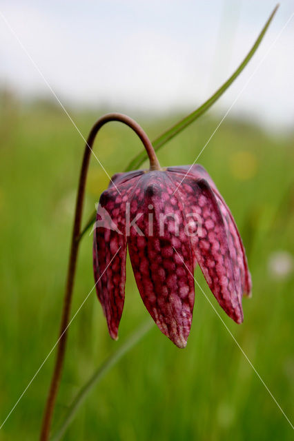 Kievitsbloem (Fritillaria spec)