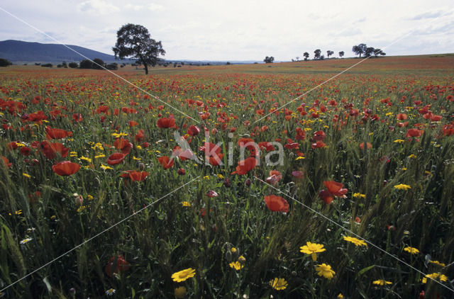 Klaproos (Papaver spec.)