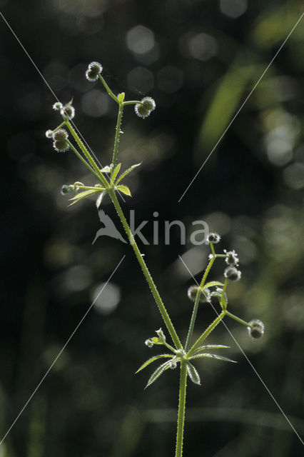 Cleavers (Galium aparine)