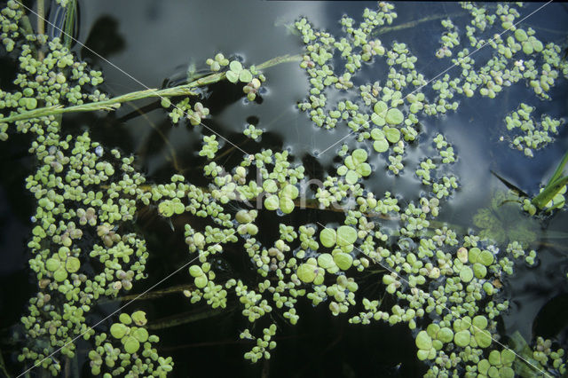 Klein kroos (Lemna minor)