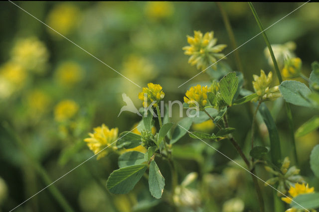 Kleine klaver (Trifolium dubium)