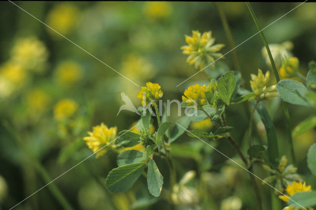 Lesser Trefoil (Trifolium dubium)