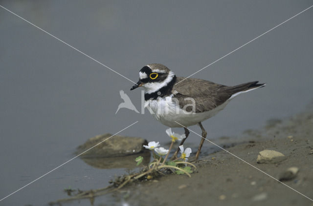 Kleine Plevier (Charadrius dubius)