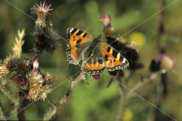 Small Tortoiseshell (Aglais urticae)