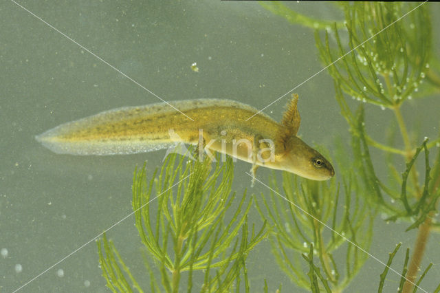 Kleine watersalamander (Triturus vulgaris)