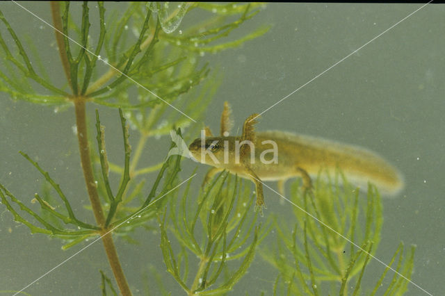 Kleine watersalamander (Triturus vulgaris)