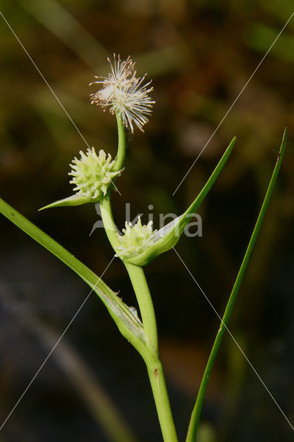 Least Bur-reed (Sparganium natans)