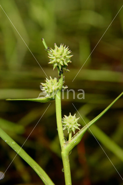 Least Bur-reed (Sparganium natans)