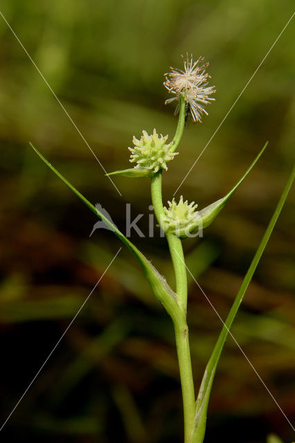 Least Bur-reed (Sparganium natans)