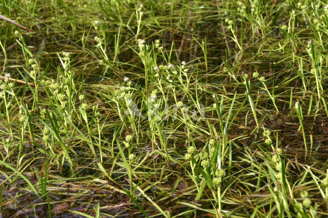 Kleinste egelskop (Sparganium natans)