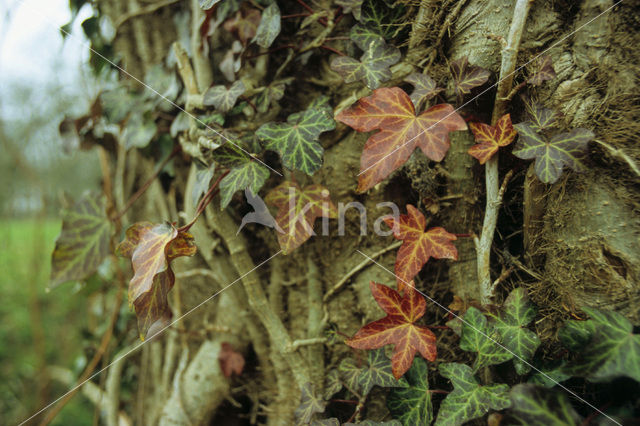 Common ivy (Hedera helix)