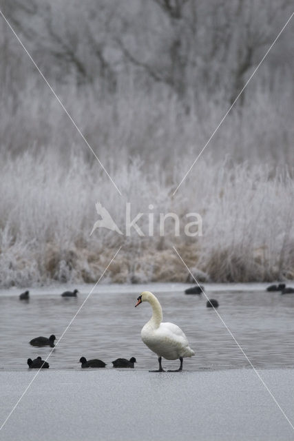 Knobbelzwaan (Cygnus olor)