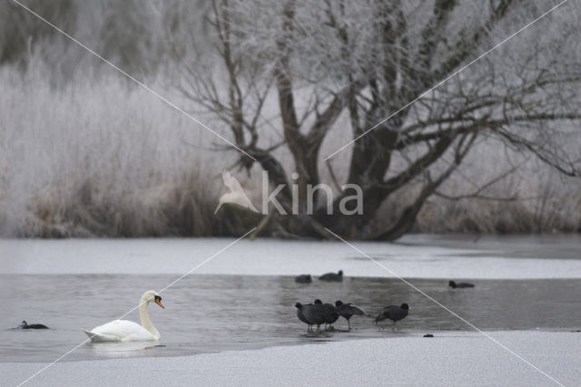 Knobbelzwaan (Cygnus olor)