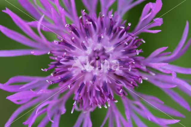 Brown Knapweed (Centaurea jacea)