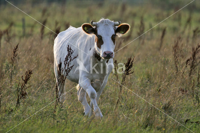 Cow (Bos domesticus)