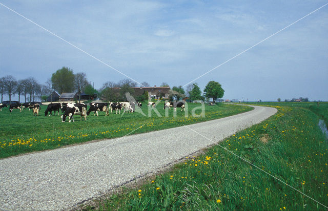 Cow (Bos domesticus)