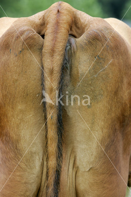 Cow (Bos domesticus)