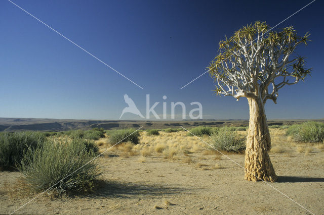 Kokerboom (Aloe dichotoma)