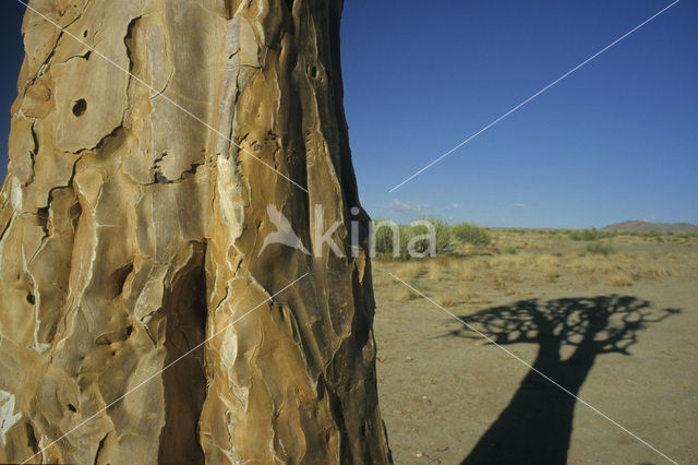 Kokerboom (Aloe dichotoma)