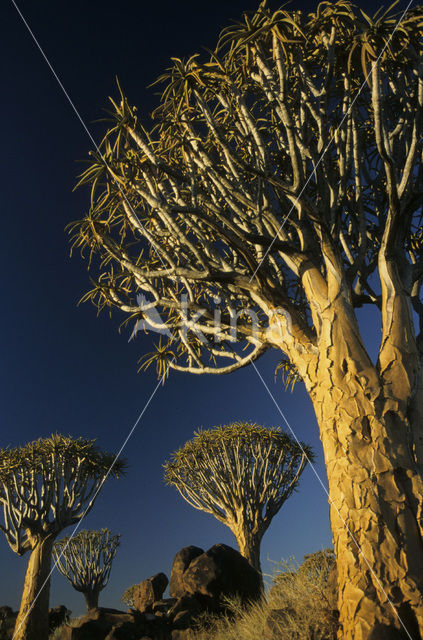 Kokerboom (Aloe dichotoma)