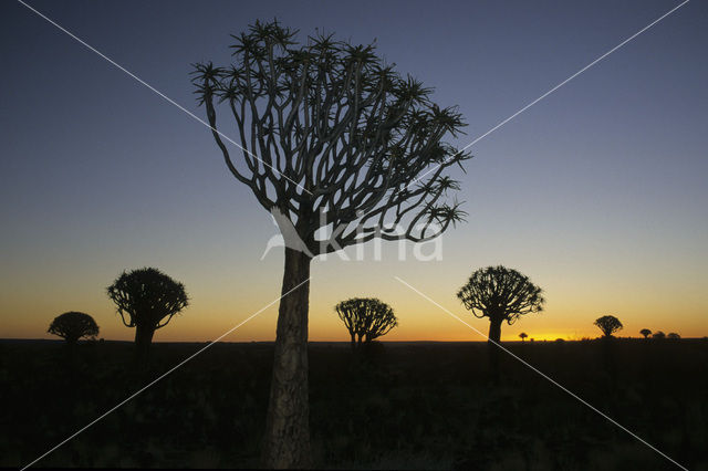 Kokerboom (Aloe dichotoma)