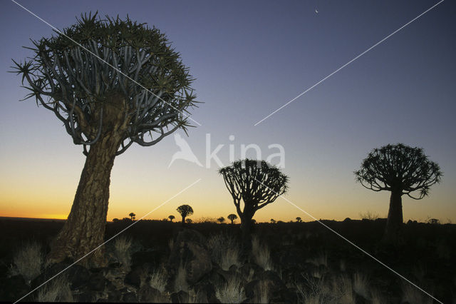 Kokerboom (Aloe dichotoma)