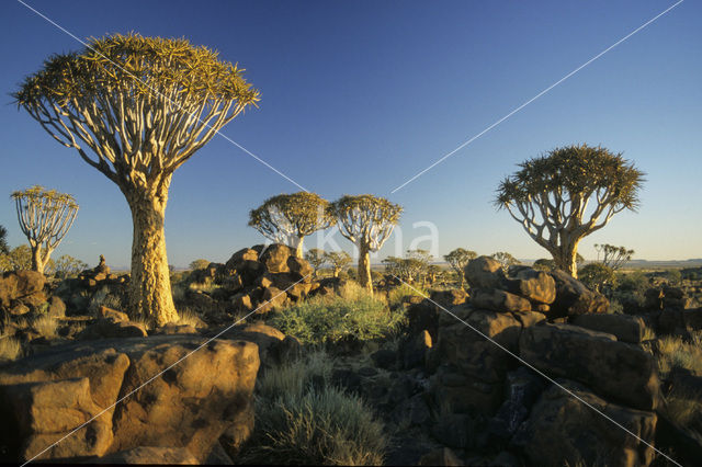 Kokerboom (Aloe dichotoma)