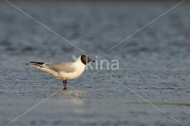 Black-headed Gull (Larus ridibundus)