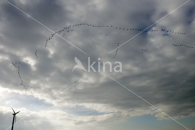 White-fronted goose (Anser albifrons)