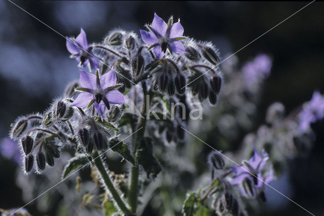 Borage (Borago officinalis)