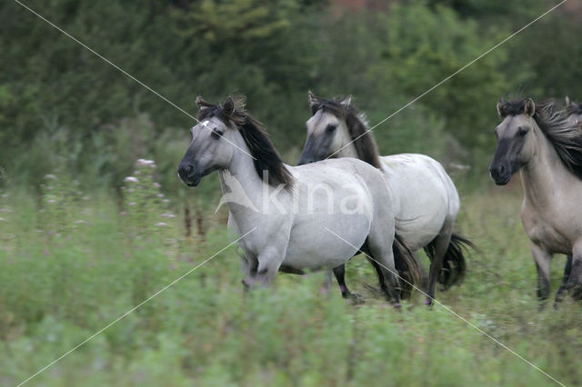 Konik horse (Equus spp)