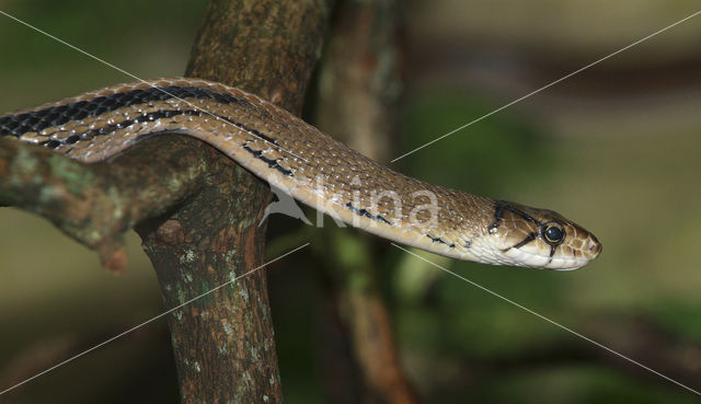 Copperhead Ratsnake (Elaphe radiata)
