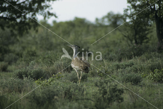 Kori Bustard (Ardeotis kori)