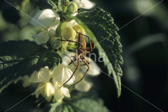 nursery web spider (Pisaura mirabilis)
