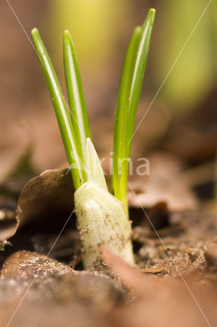 Krokus (Crocus spec.)