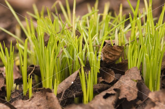 Krokus (Crocus spec.)