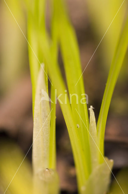 Crocus (Crocus spec.)