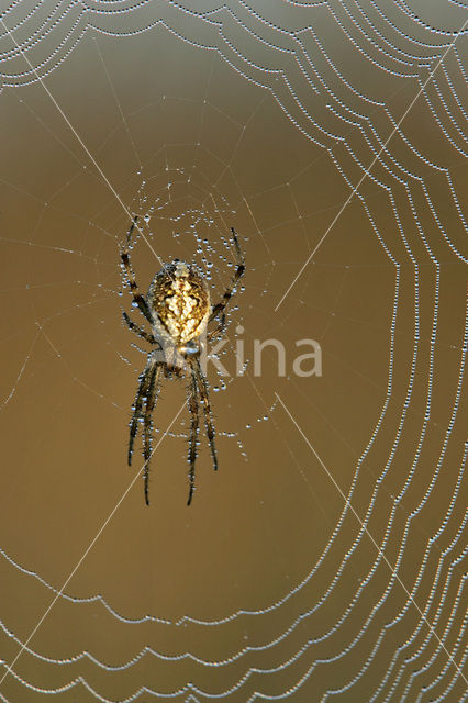 Kruisspin (Araneus diadematus)