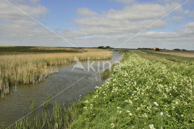 Lage land van Texel