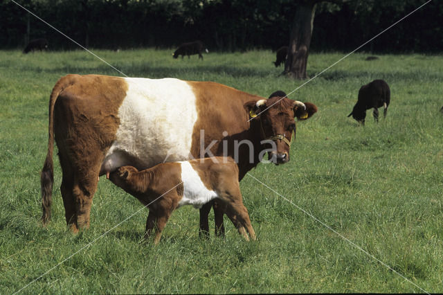 Dutch Belted Cow